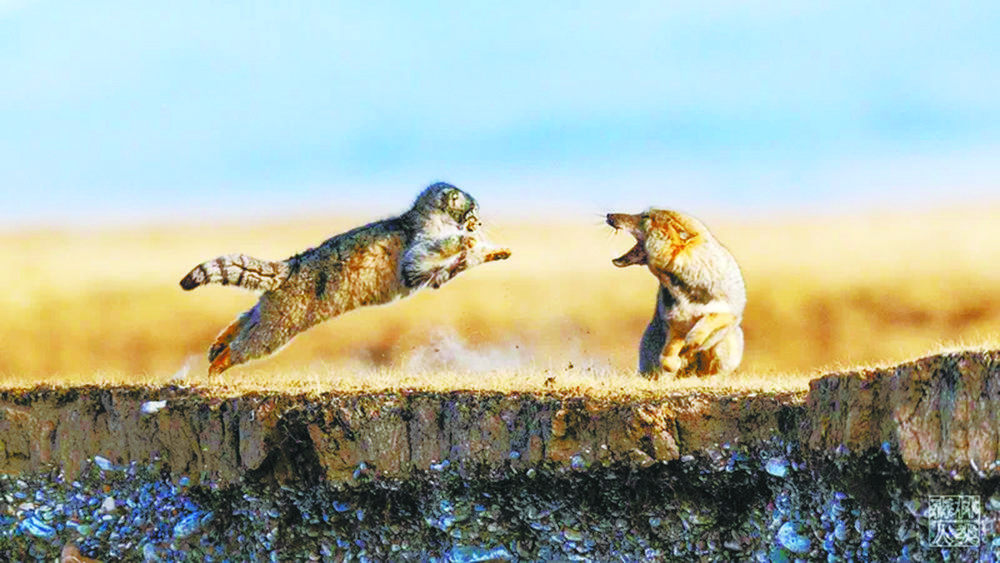 猻、狐過(guò)招 青海省林業(yè)和草原局供圖