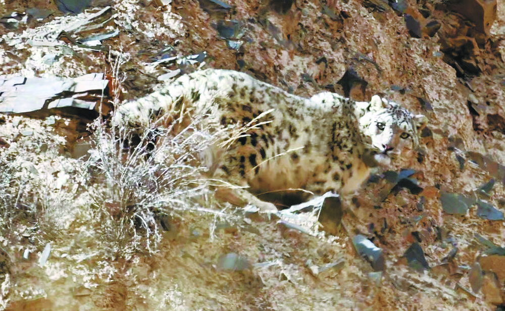 祁連山雪豹 青海省林業(yè)和草原局供圖