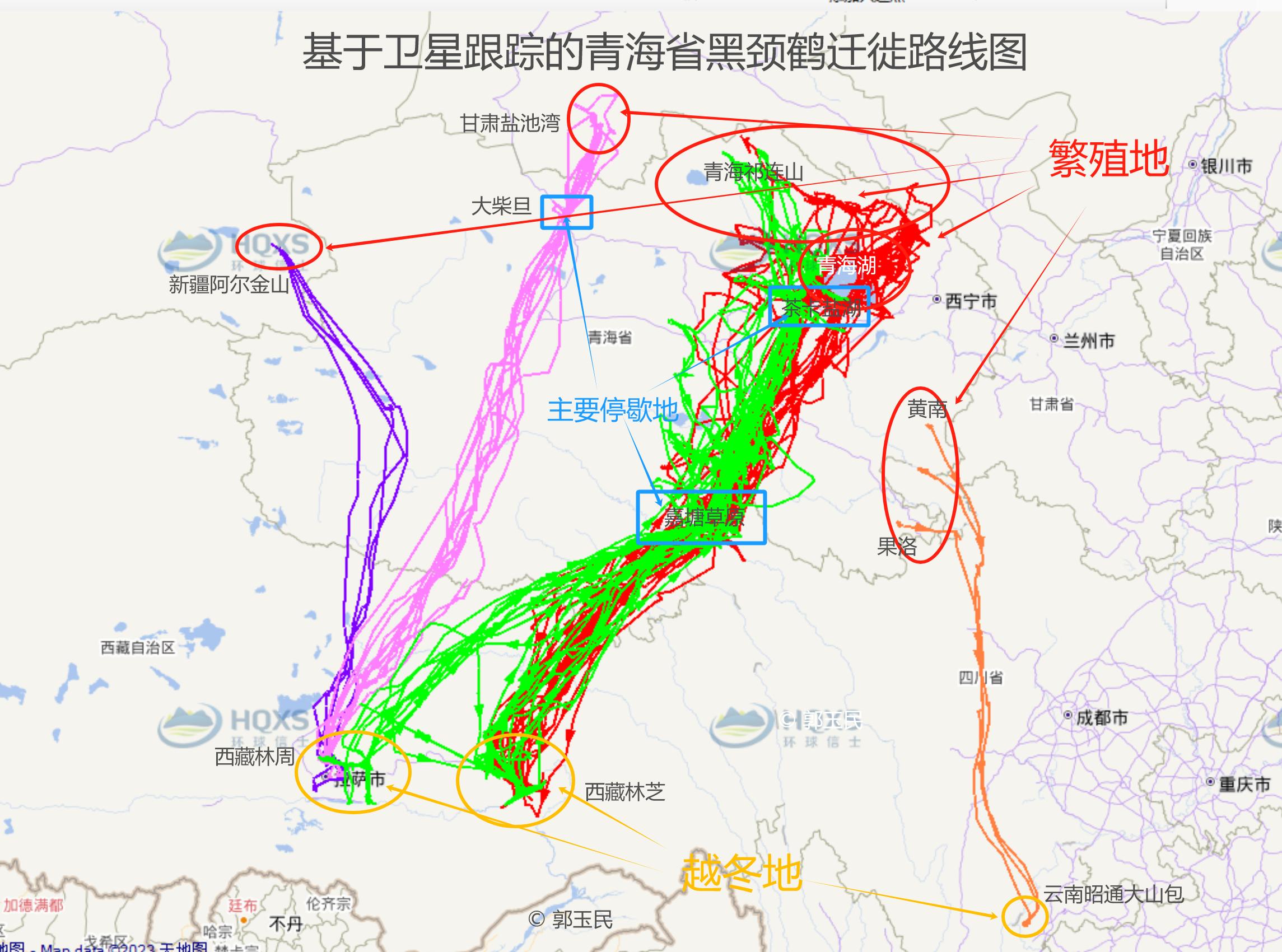 基于衛(wèi)星跟蹤的青海省黑頸鶴遷徙路線(xiàn)圖