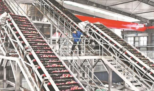 青海馬鈴薯裝上“科技芯”