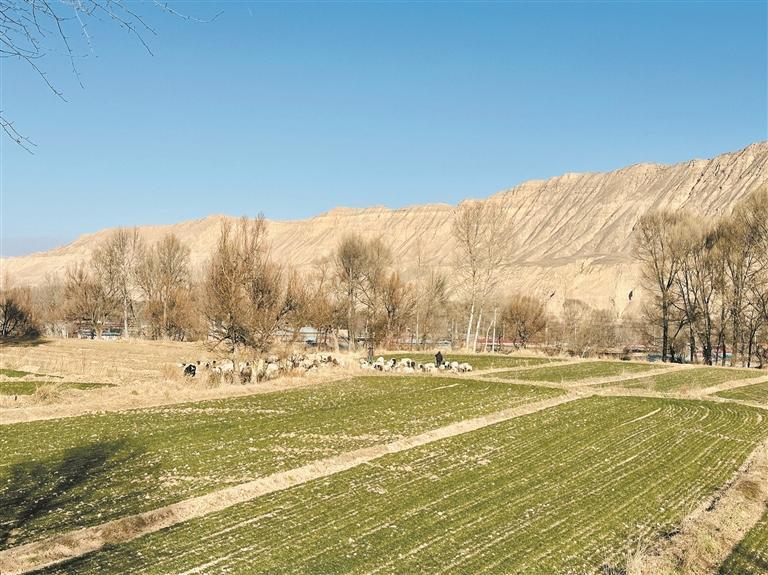 青海貴德縣冬小麥長勢正好