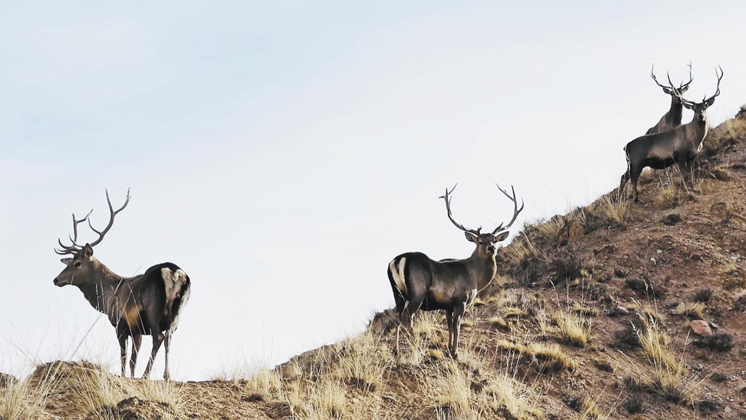 ɽ�g¹Ӱ�L�Ͷ��՞��m���B(t��i)ʢ��