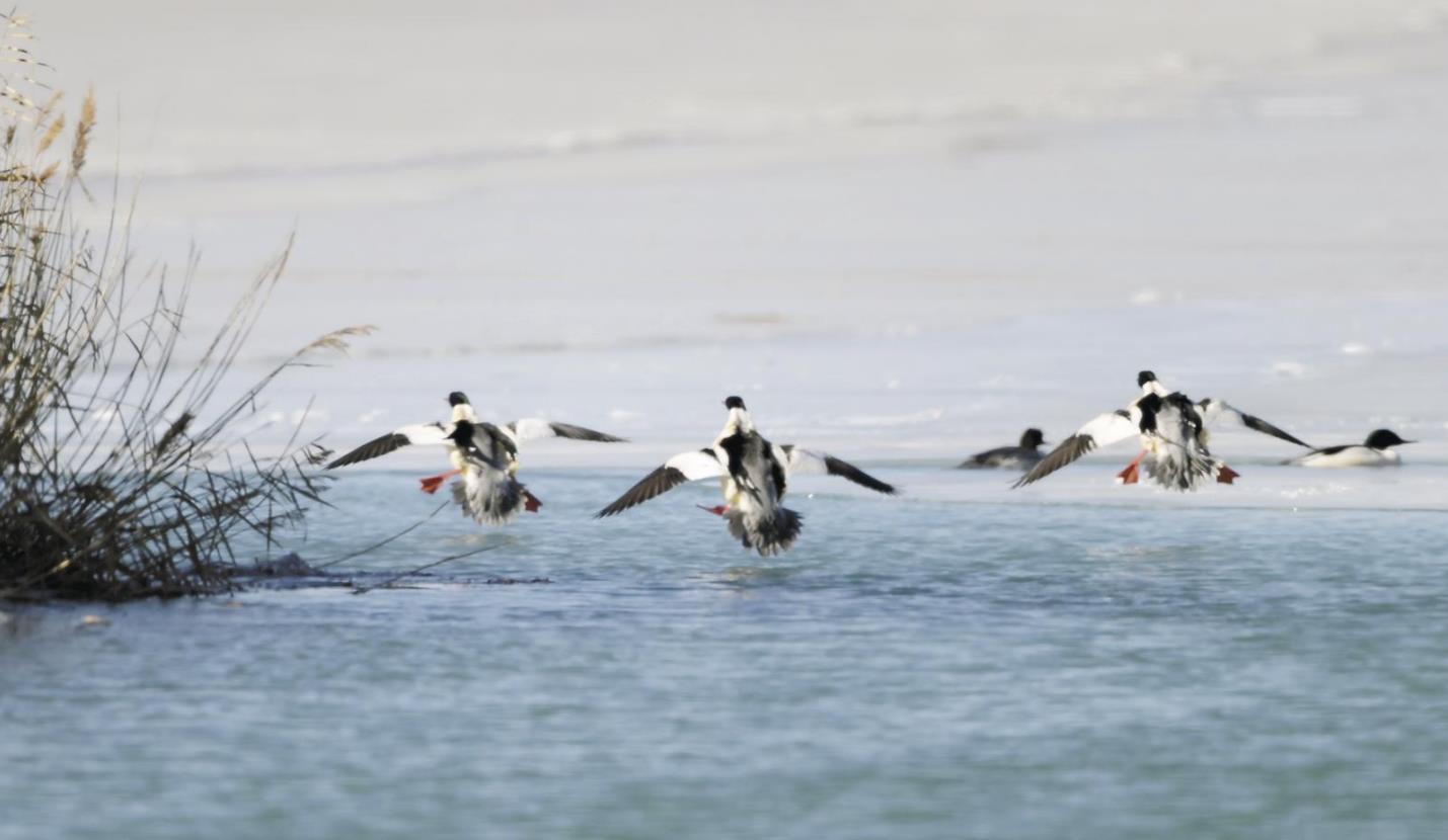 �]�����Y�����sײҊ�씳�c�C�ﹲ̎һ�� 2026���ຣʡԽ��ˮ�B�O(ji��n)�y��ӛ��